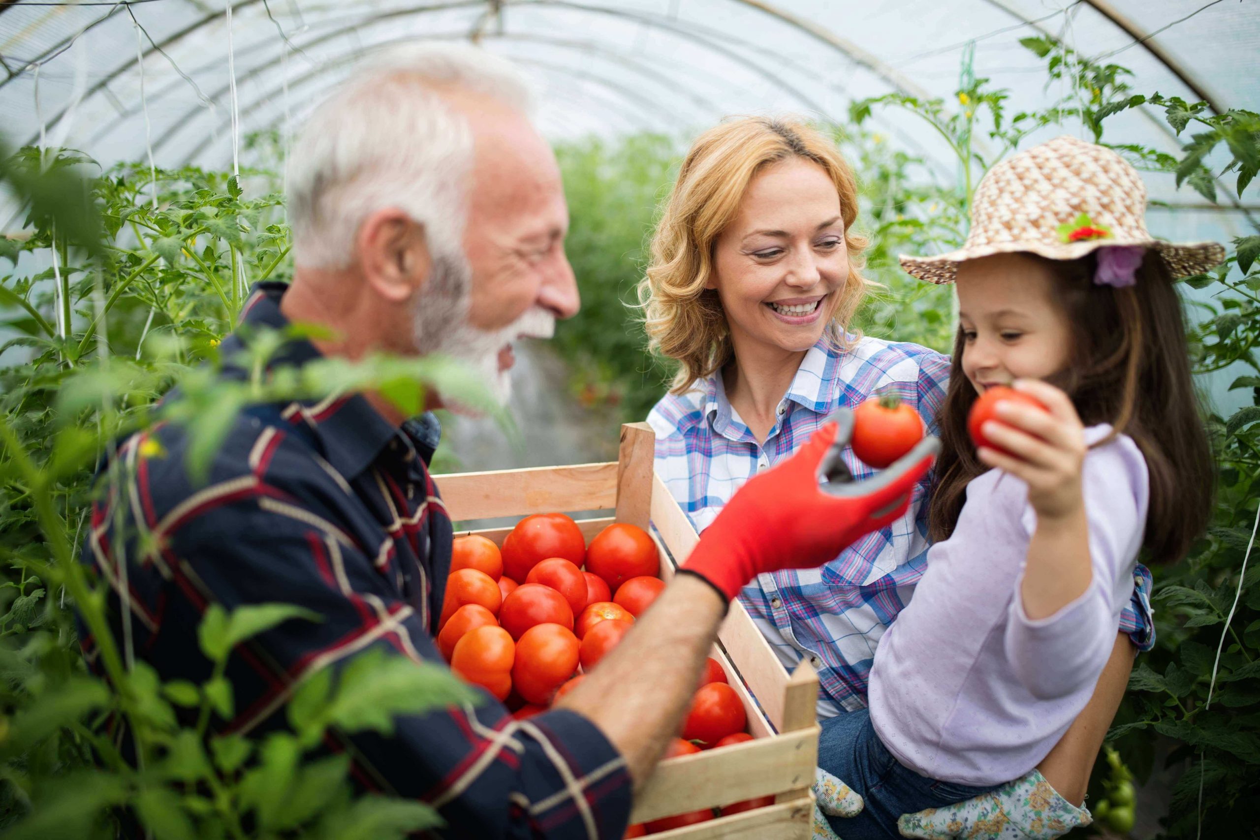 Family harvesting tomatoes in Greenhouse