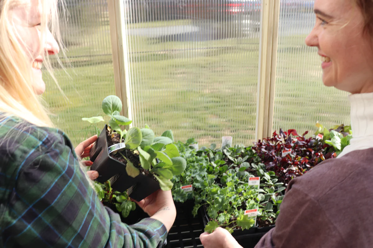 Women gardening in a greenhouse