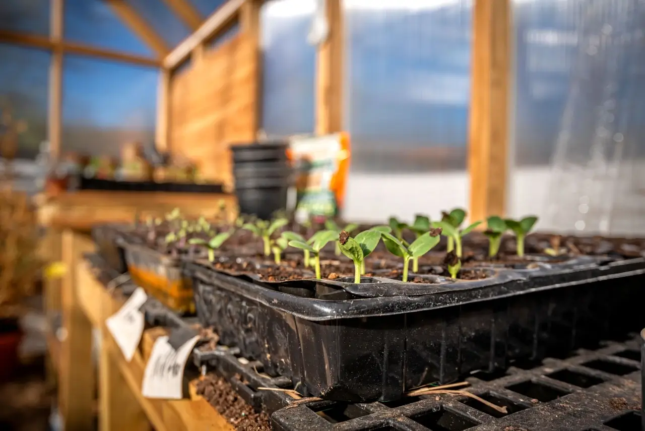 Plants inside EZ Greenhouse